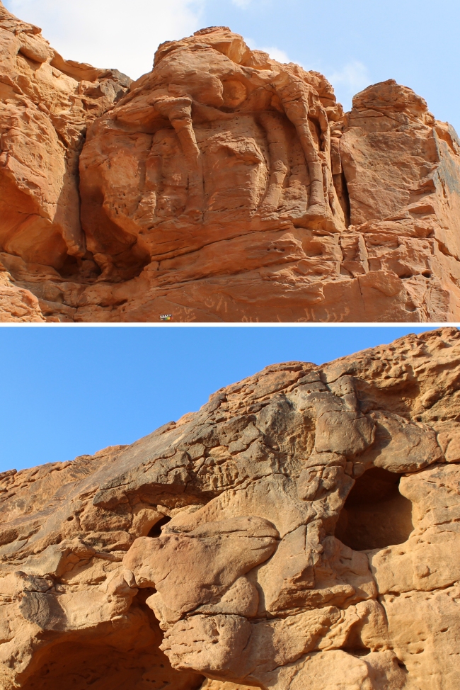 Relief grandeur nature d’un chameau et d’un équidé du Camel Site. En haut : relief d’un chameau de profil montrant son flanc et quatre pattes (panneau 11). En bas : dromadaire (à gauche) et équidé (en haut à droite) face à face (panneau 2)